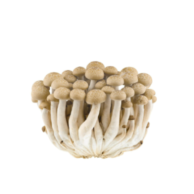 CN Shimeji Brown 20x150g
