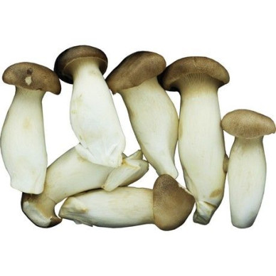 CN King Oyster Mushroom 4kg