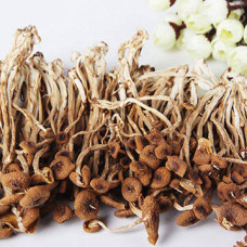 NBH Dried Mushroom Agrocybe Cylindracea 30x80g