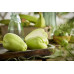 Chayote 8,5kg